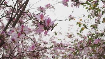 花开时想月,一场诗意交织的时光之旅