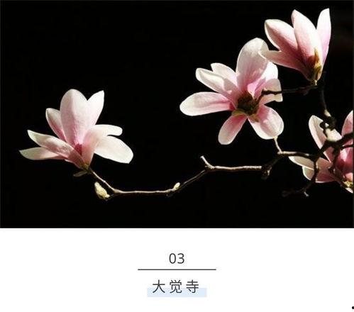 花开时想月,一场诗意交织的时光之旅