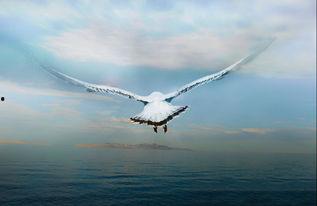 翱翔于天际的夜鹰,探寻天空中的神秘猎手